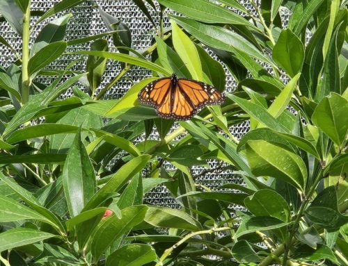 Random Thoughts – The Butterfly