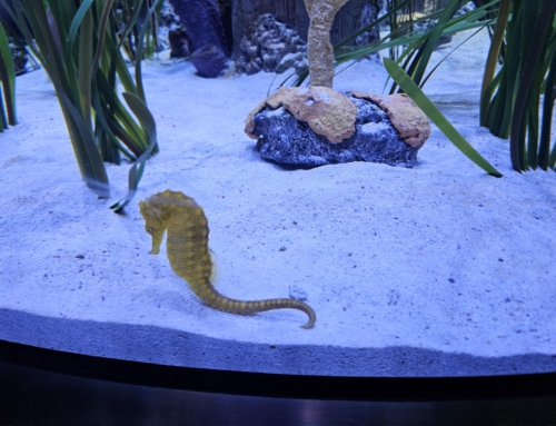 Random Thoughts – The Seahorse